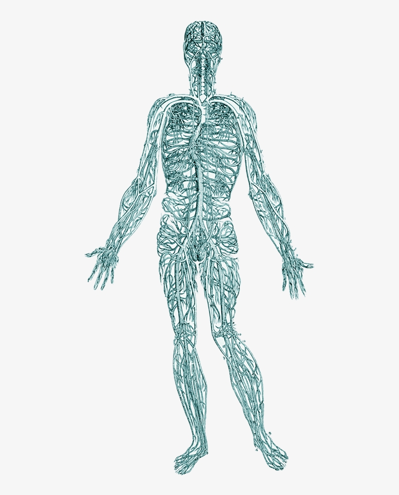 When Remove Trauma From The Body, It Helps Regulate - Vesalius Nervous System, transparent png #7789103
