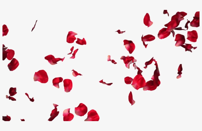 Falling Rose Petals Transparent Png - Rose Petals For Photoshop, transparent png #7791326