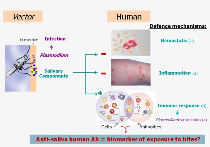 Figure 1 - - Mosquitoes Effect On Humans, transparent png #7792297