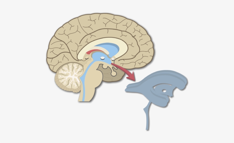An Image Showing The Brain Ventricles In Midsagittal - Cerebral Aqueduct In Brain Model, transparent png #7792981