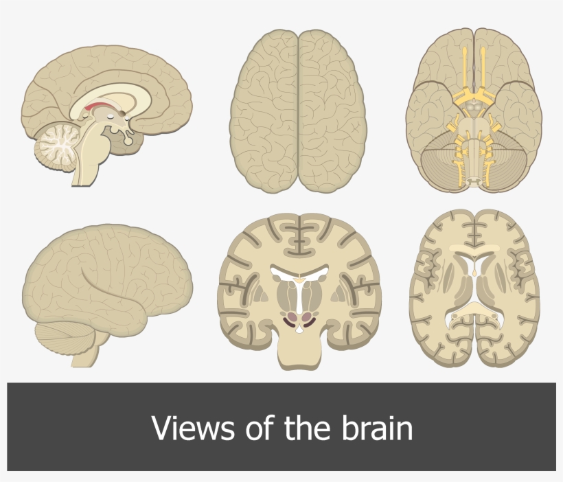 An Image Showing All Brain Perspectives/views - Different Views Of The Brain, transparent png #7793077