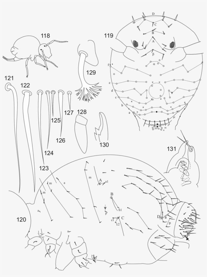 118, Outline Of Habitus - Line Art, transparent png #7793240