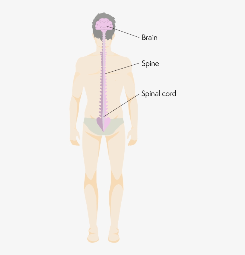 Body From The Back Showing Location Of Brain And Spinal - Standing, transparent png #7793549