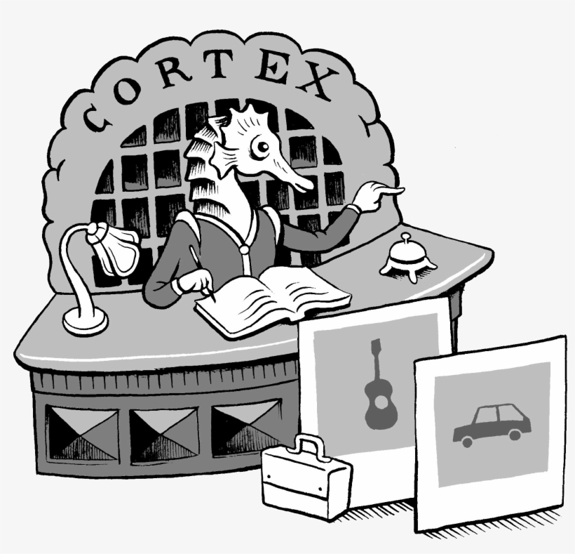 The Hippocampus Is A Seahorse Shaped Brain Structure - Cartoon, transparent png #7793646