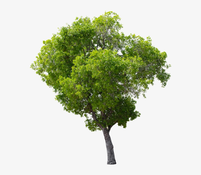 Tree, Green, Isolated, Garden, Forest, Decoration, transparent png #7793696