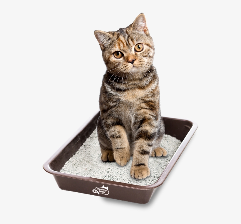 Conócenos - Healthy Miau Arena, transparent png #7794970