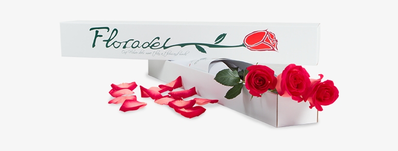 Completo” Y Si Obsequias Un Ramo De Rosas Rojas Más - Garden Roses, transparent png #7795369