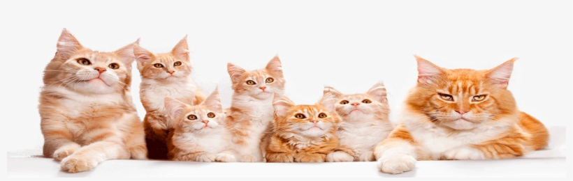 Alimento Gato - Tabby Cat, transparent png #7795495