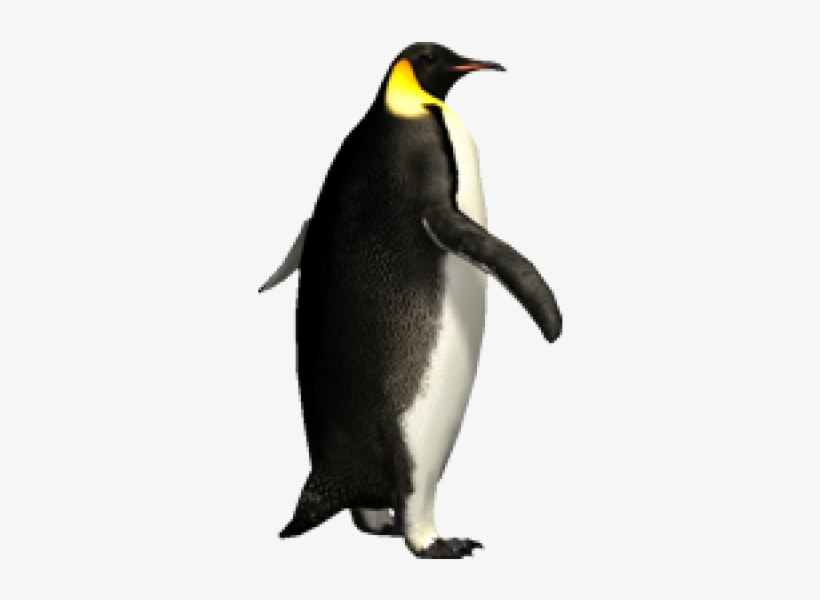 Pinguin Png Free Download - Pinguin Png, transparent png #7796952