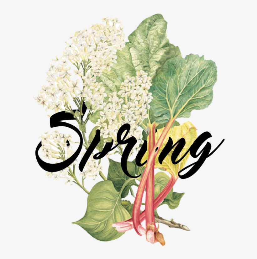 Seasons -04 - Chard, transparent png #7797288