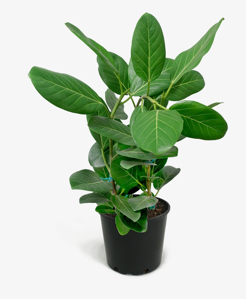 Ficus Audrey Large Rubber Plant, Ficus, Houseplants, - Fig Trees, transparent png #7797343