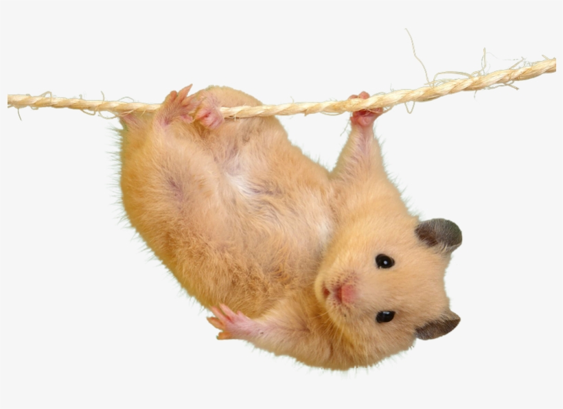 Cutout - Most Cutest Hamster In The World, transparent png #7797539