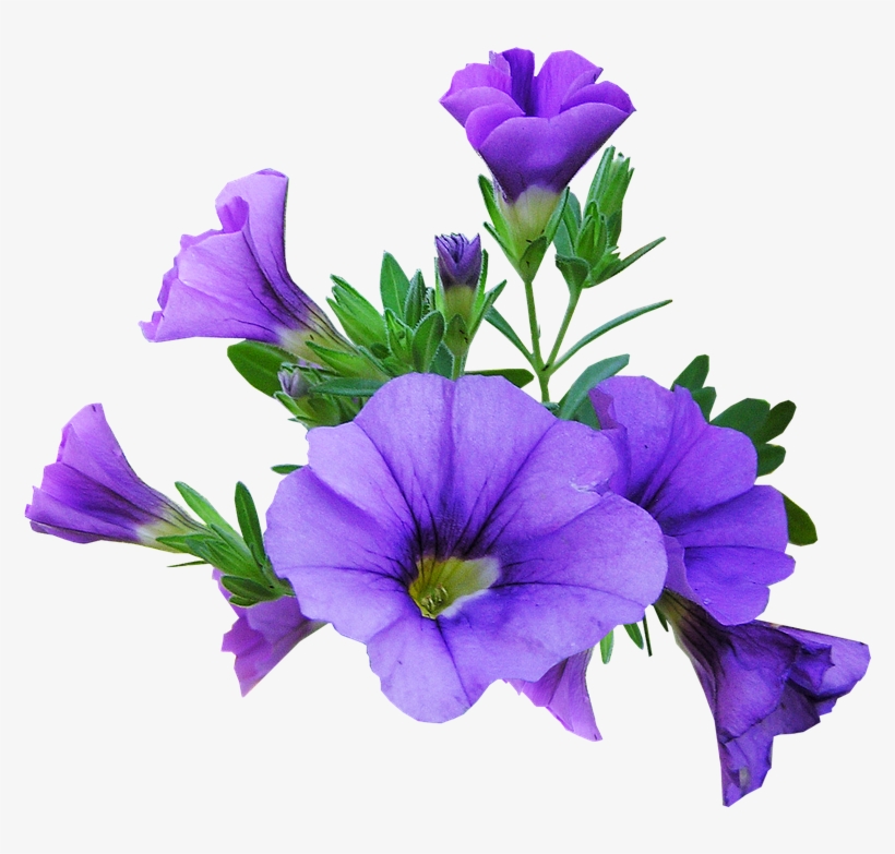 Flower, Purple, Plant - Petunia Fondo Transparente, transparent png #7798372