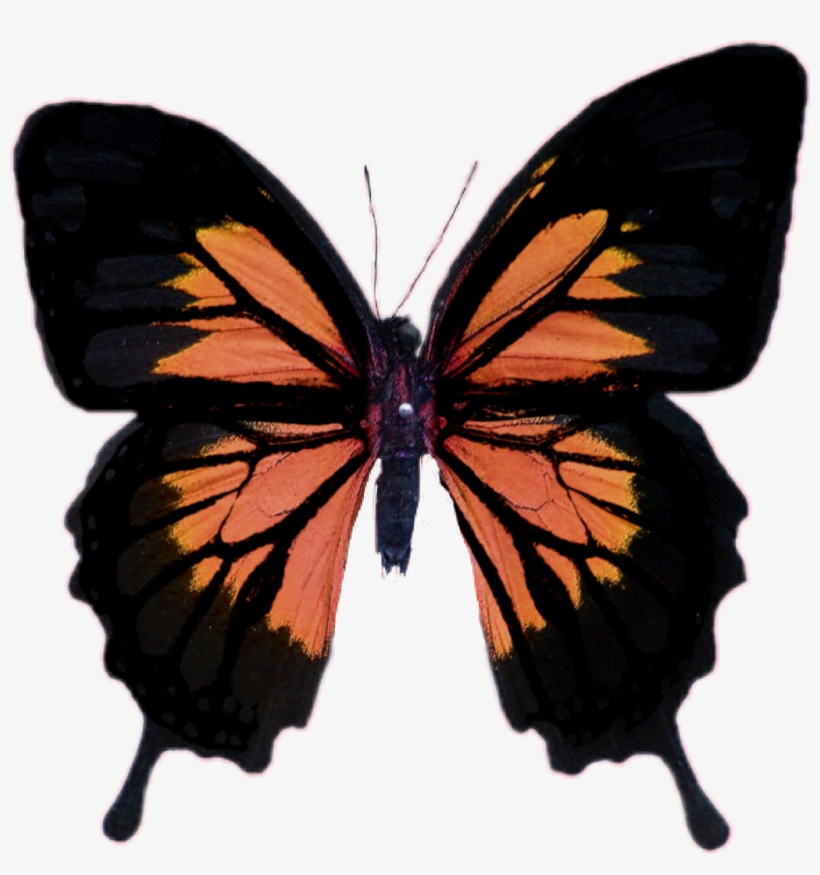 papilio printable vinyl