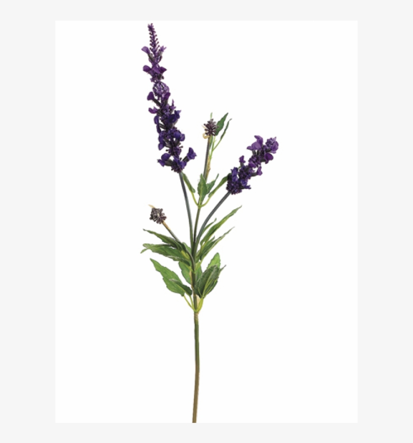 22" French Lavender Spray Purple - English Lavender, transparent png #7798907