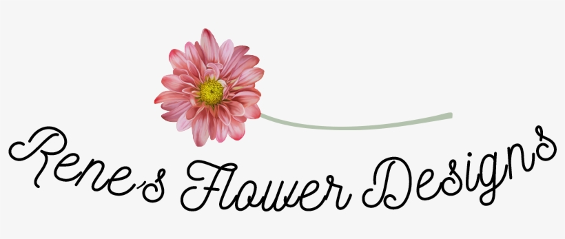 Renes Flower Designs - Barberton Daisy, transparent png #7799406