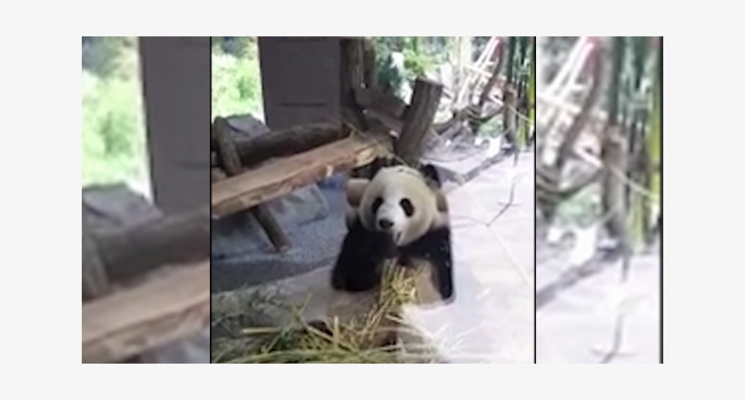 Animal Stockfootage - Panda, transparent png #780366