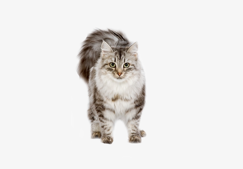 Cats, Cute Animals, And Kitten Image - Cat, transparent png #780526