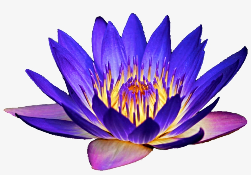 Water Lily Clipart At Getdrawings - 5 Seeds Aquatic Lotus Plant (mixed Colors) Water Lily, transparent png #780857