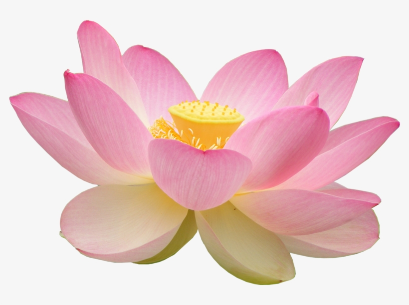 Flower Side View Png, transparent png #780949