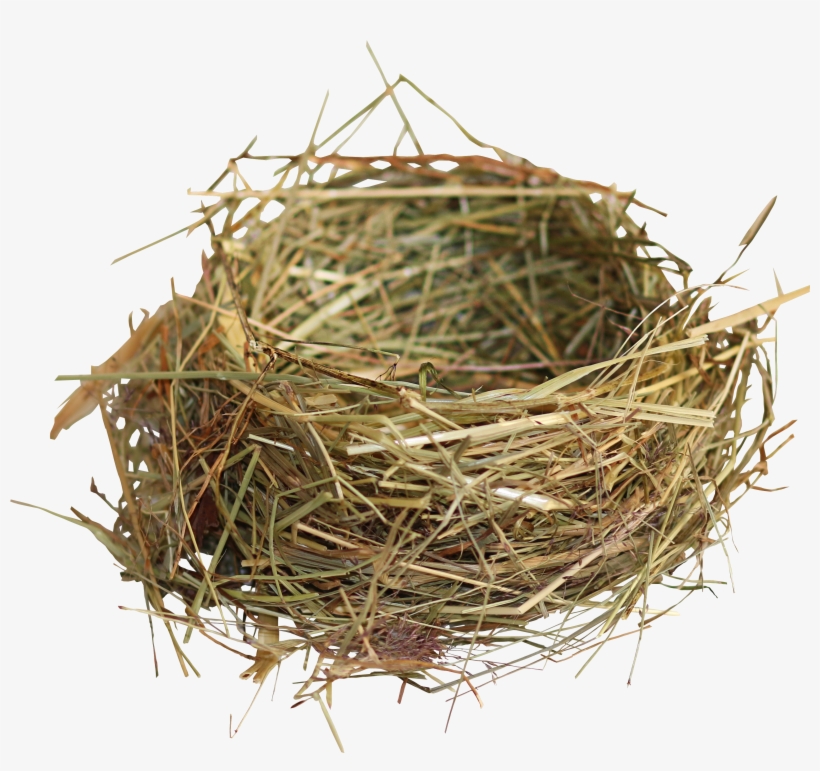 Edible S Birds Transprent - Nest Of Birds Png, transparent png #782055