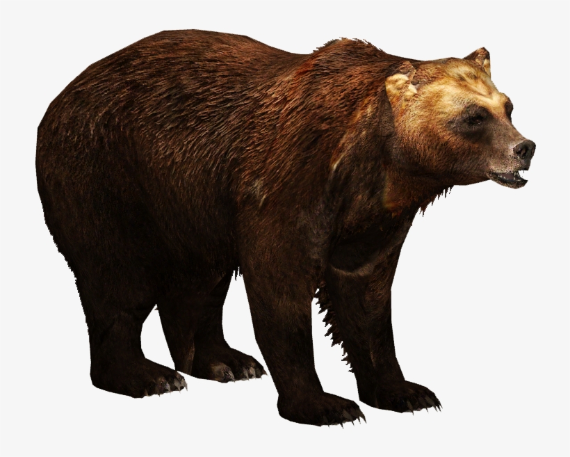 Kamchatka Brown Bear - Transparent Asian Black Bear, transparent png #782083