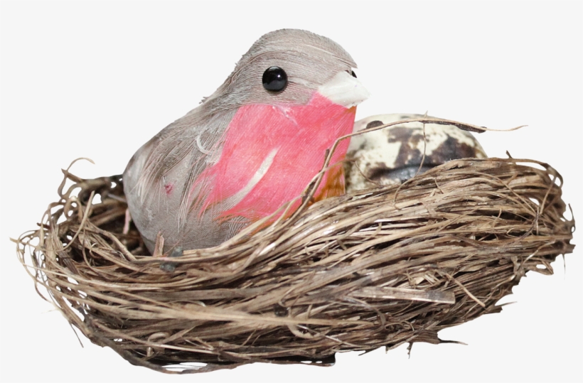 Nest Png Hd Photo - Bird In Nest Png, transparent png #782224