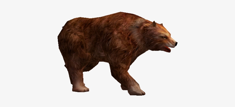 Brown Bear, transparent png #782247