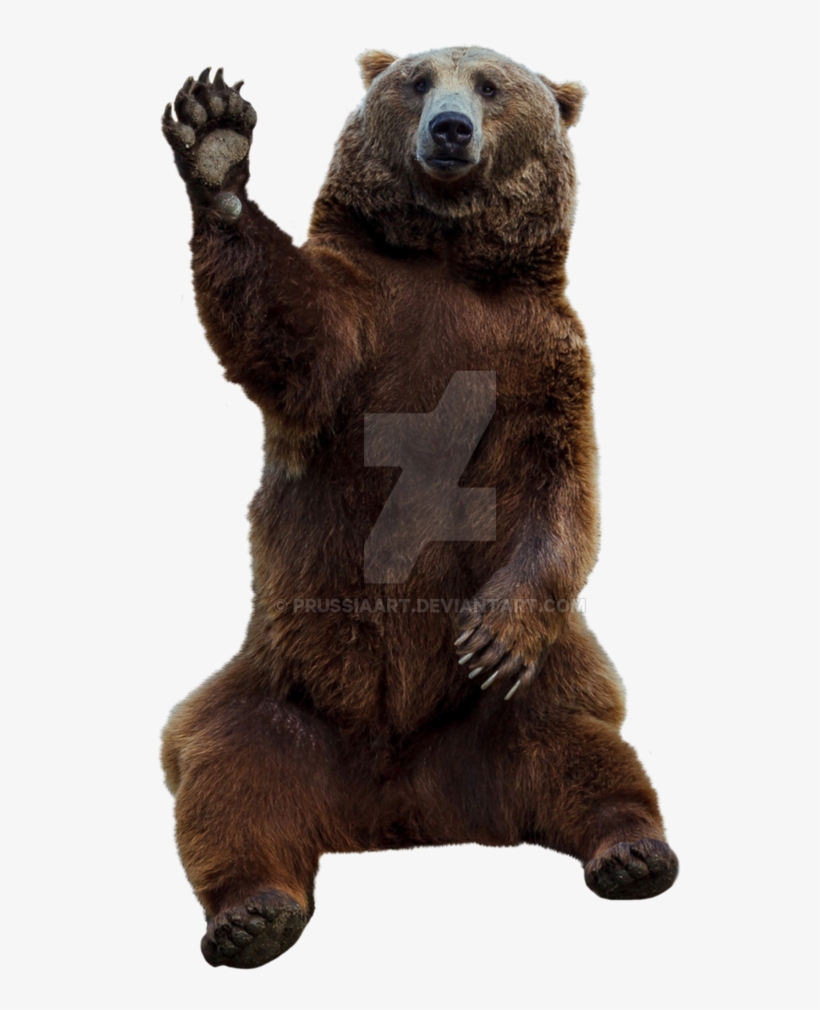 Brown Bear On A Transparent Background - Bear, transparent png #782288