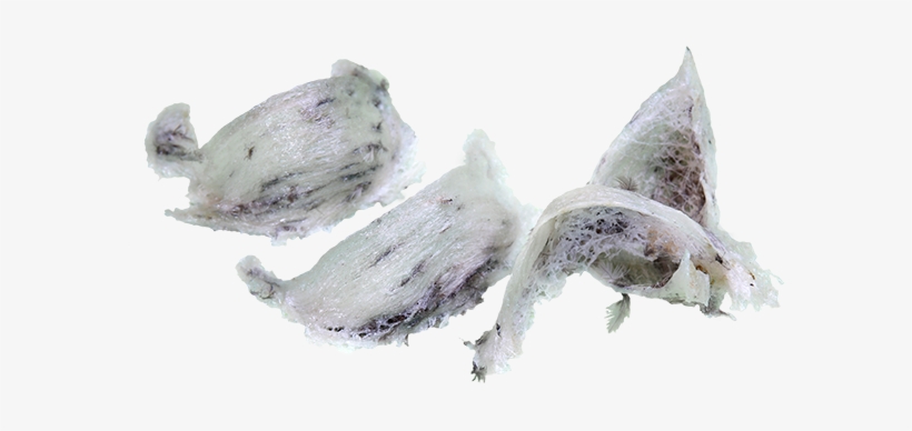 Birds Nest - Png Birdsnest, transparent png #782917