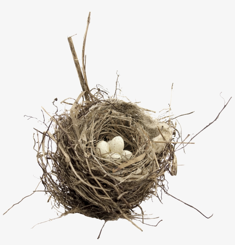 Bird Nest Transparent, transparent png #783193