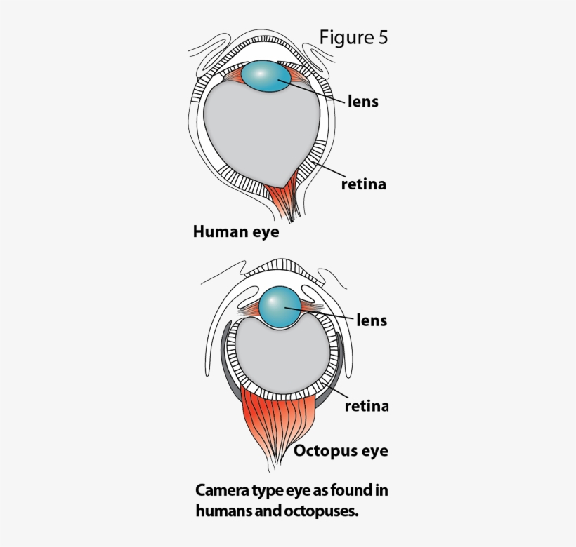 Octopus Eye Vs Human Eye - Retina, transparent png #783321