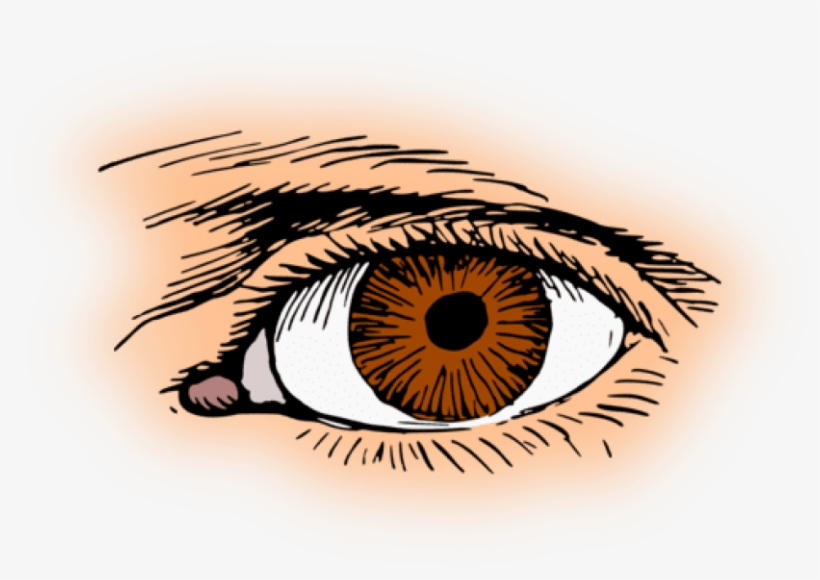 Eye Color Iris Pupil Human Eye - Brown Eye Clipart, transparent png #783604