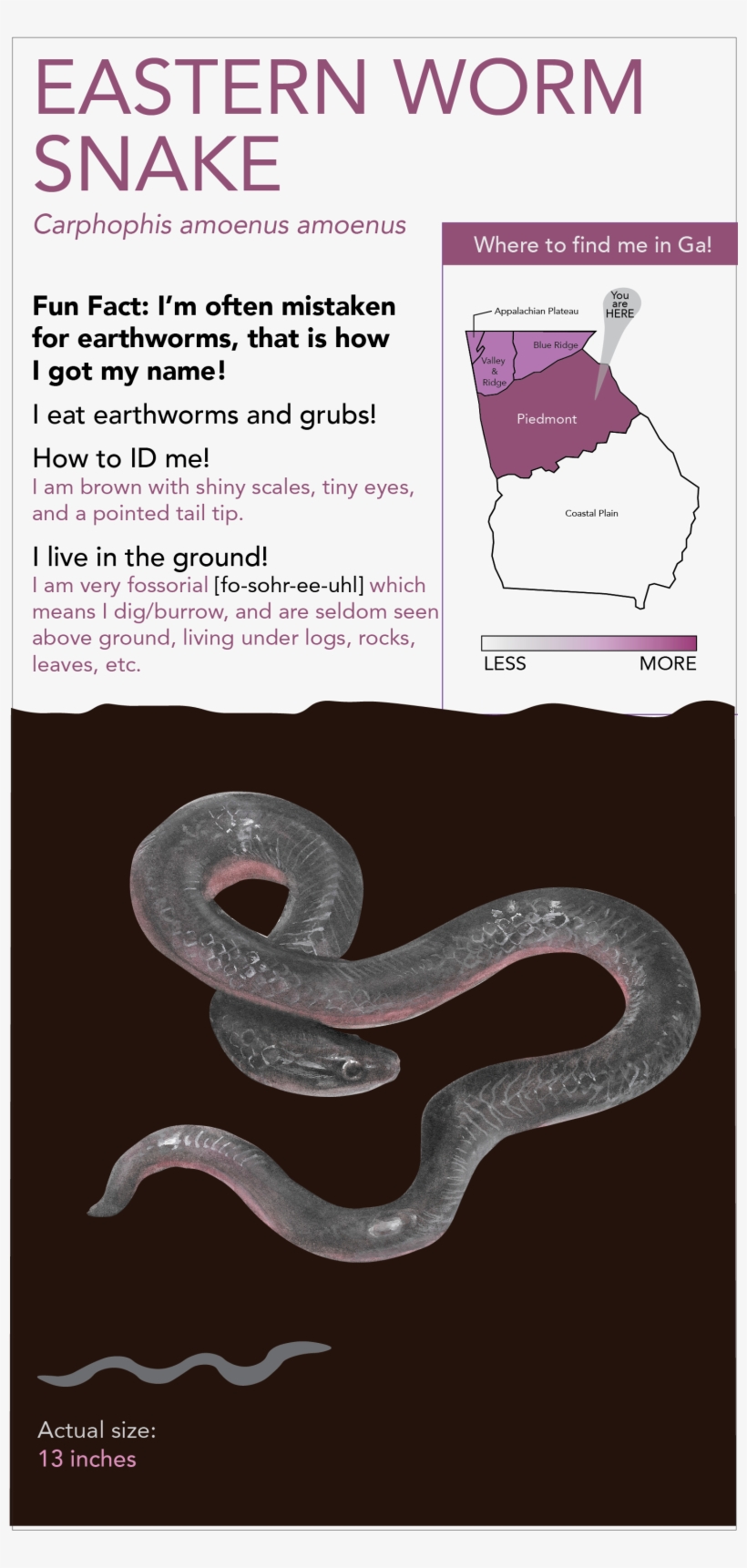 This Project Includes - Eastern Brown Snake, transparent png #783632
