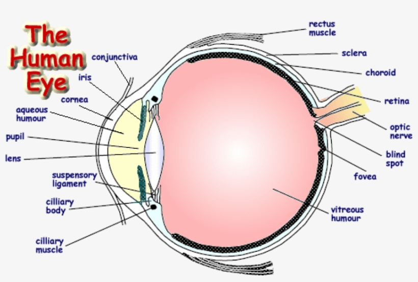 Download Png - Labelled Diagram Of Human Eye, transparent png #783676