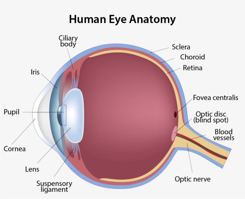 Human Eye Anatomy - Structure Of The Eye, transparent png #783719