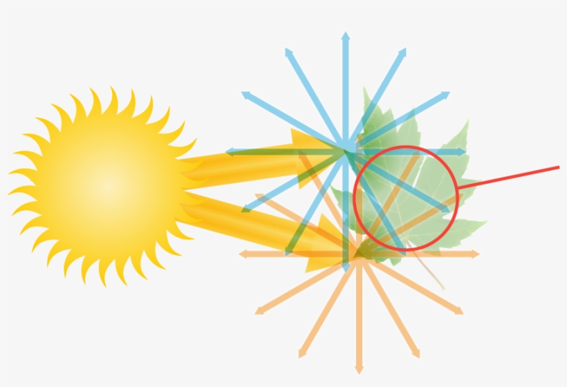 Diagram Of The How Light Enters The Human Eye - Paso Robles Olive Oil Competition Awards Graphics, transparent png #783930