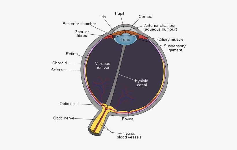 The Human Eye Is A Complex Structure That Focuses And - Parts Of Eye Color, transparent png #783959