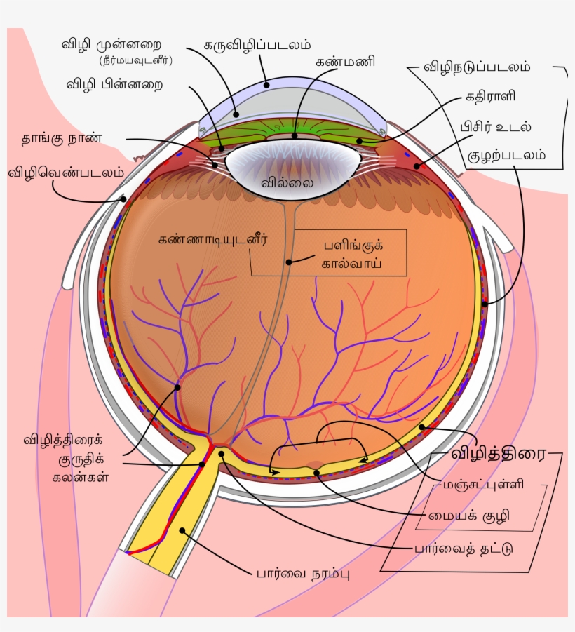 Schematic Diagram Of The Human Eye Ta - Corpi Ciliari, transparent png #784048