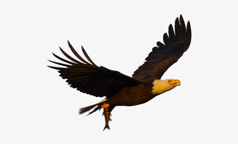 An Eagle's Calendar Is Based On Their Position Relative - Art Deco, transparent png #784051