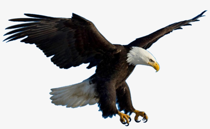 Eagle Flying - Eagle Psd, transparent png #784453