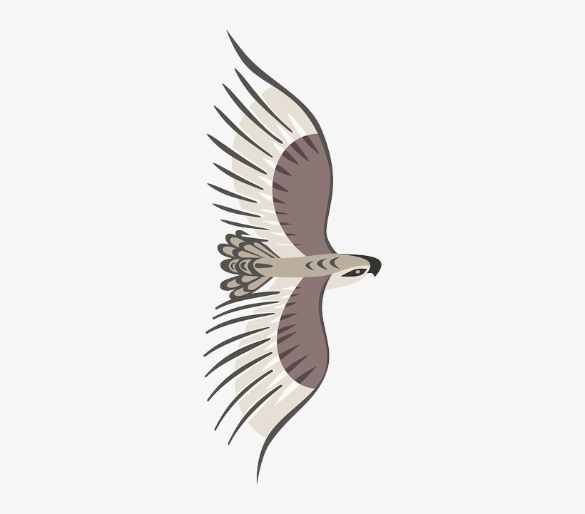 Eagle, Bird, Wings, Flying, Animal, Top-view - Bird Top View Png, transparent png #784477
