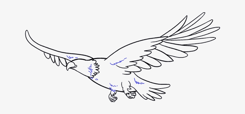 How To Draw Eagle - Drawing, transparent png #784597