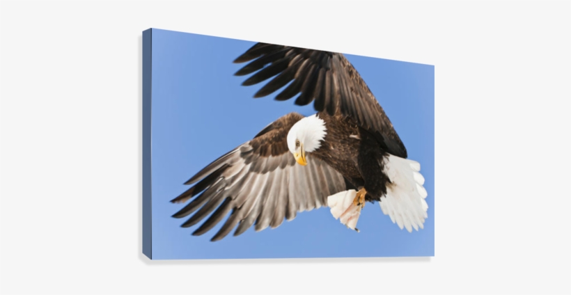 Bald Eagle In Flight With Talons Holding Fish Bait - Poster: Design Pics Inc's Bald Eagle In Flight With, transparent png #784647