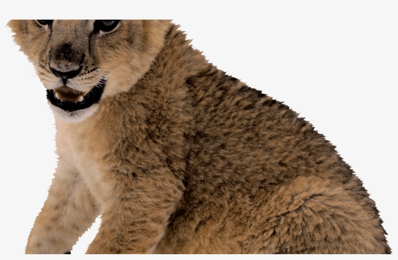 Cute Small Lion Png Image - Lion Cub Transparent Background, transparent png #785008