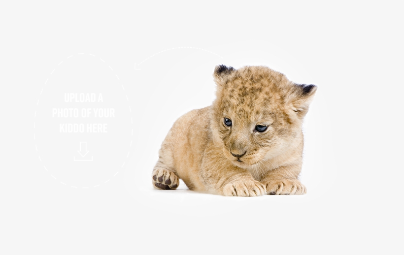 Photography, transparent png #785397