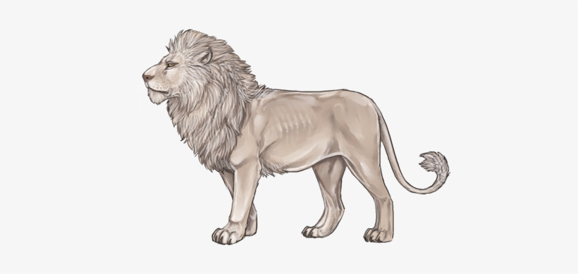 Oldlionday - White Lion Lioden, transparent png #785423