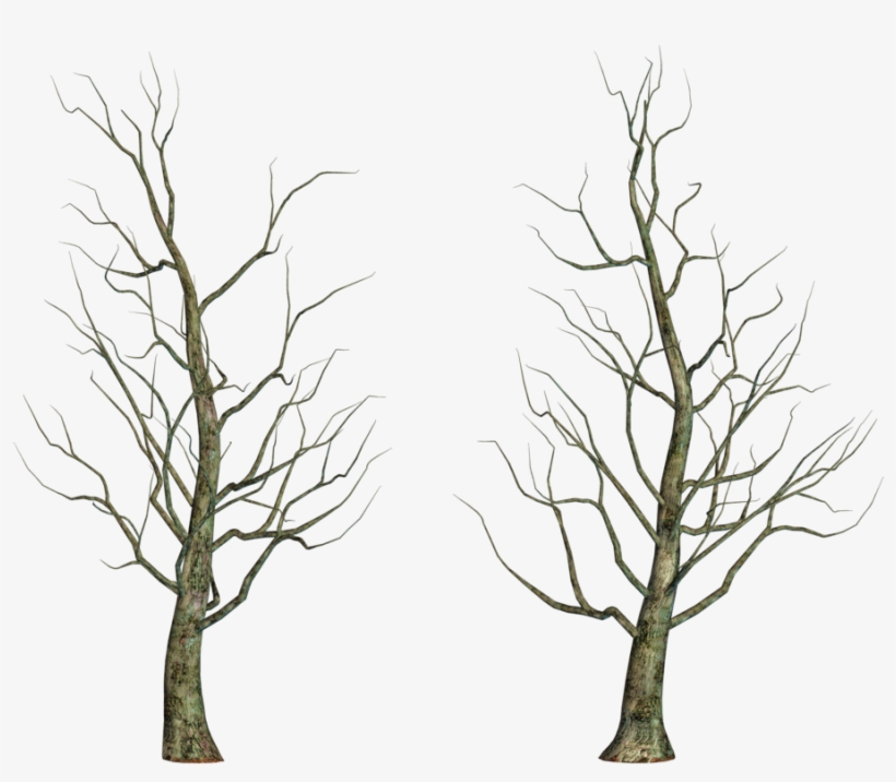 Leafless Tree Png Images - Portable Network Graphics, transparent png #785491