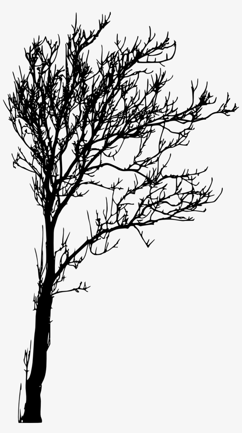 Tree Silhouette Png, transparent png #785671