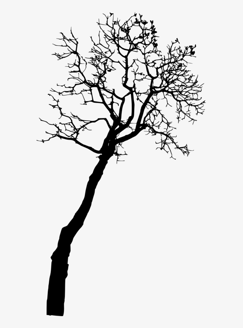 Free Png Bare Tree Silhouette Png Images Transparent - Portable Network Graphics, transparent png #785697